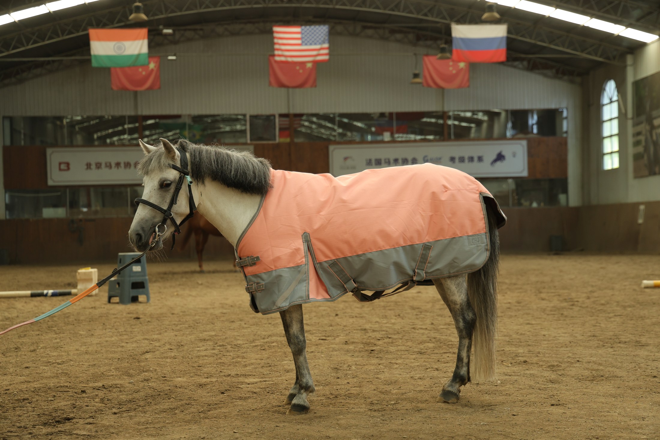Physical pony rug sample photographed at an equestrian venue